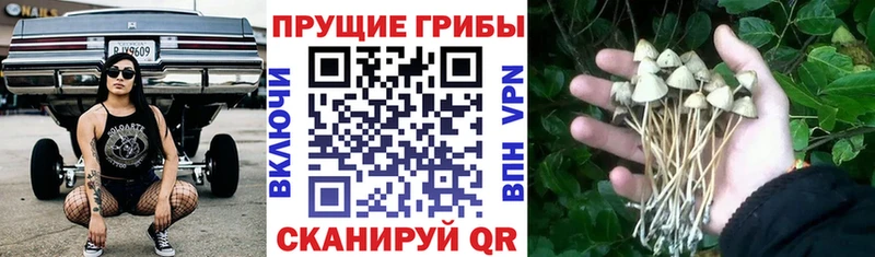 Галлюциногенные грибы прущие грибы  Норильск 